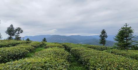 william威廉中文官网